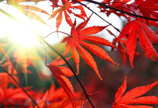 Heldere rode Japanse esdoorn of Acer palmatum bladeren en zonlicht - Foto, afbeelding