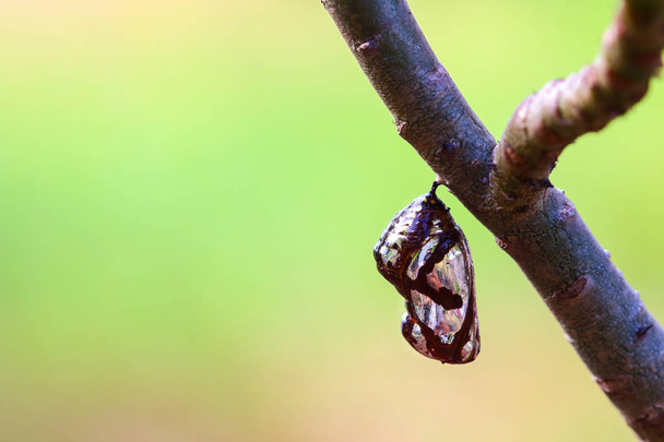 Хризалис бабочка висит на деревьях
 . - Фото, изображение