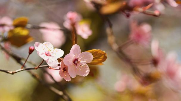 Lente bloesem achtergrond. De scène van de prachtige natuur met bloeiende boom en de zon. Zonnige dag. Lente bloemen. Abstracte onscherpe achtergrond in het voorjaar. - Foto, afbeelding