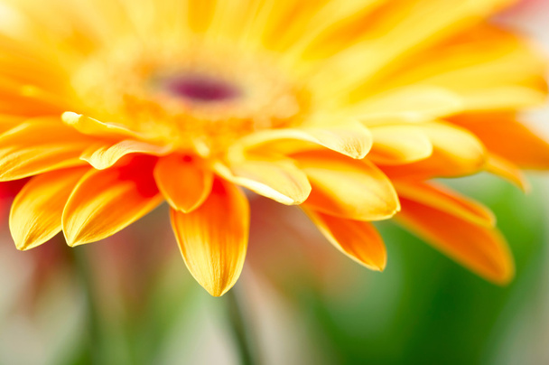 Closeup photo of yellow daisy-gerbera - Фото, изображение