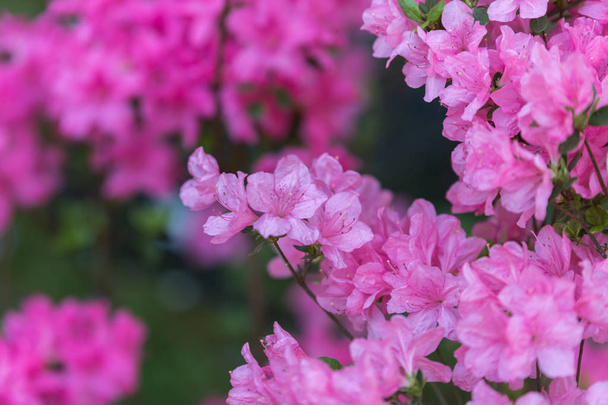 Όμορφα ροζ λουλούδια με πράσινα φύλλα σε πράσινο λιβάδι - Φωτογραφία, εικόνα