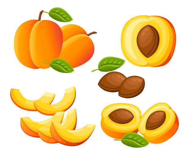 Persikkaa ja persikanviipaleita. Vektoriesimerkki persikoista. Vektori kuvitus koriste juliste, tunnus luonnontuote, viljelijät markkinoilla. Verkkosivusto sivu ja mobiilisovelluksen suunnittelu
 - Vektori, kuva