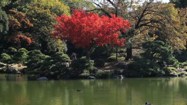 Japonská zahrada včetně červené listy v Tokiu široký záběr hluboké zaměření. / Své tradiční místo v Japonsku. fotoaparát: Canon Eos 7d - Záběry, video