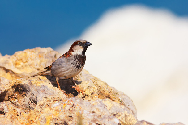 Passer domesticus (House Sparrow) - Photo, Image