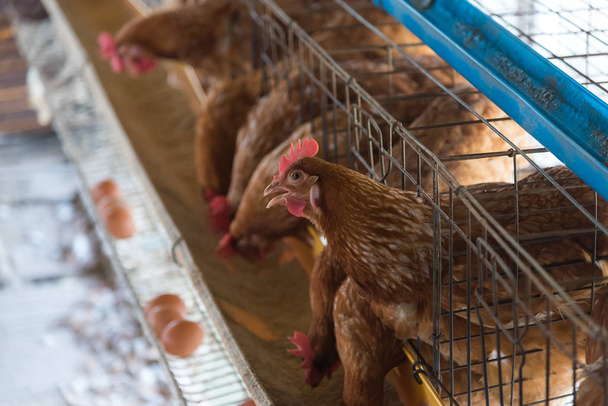 Tanyasi csirke istállóban, tyúkok ketrecekben ipari gazdaságban - Fotó, kép