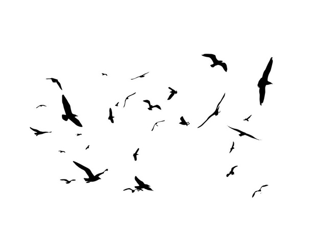 白い背景の上の鳥のシルエットを飛んでいます。ベクトルの図。分離された鳥が飛んでいます。. - ベクター画像