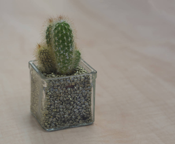 cerrar pequeño cactus verde en maceta de vidrio sobre madera clara des
 - Foto, imagen