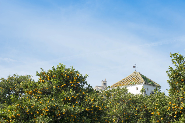Испанские апельсины и колокольня
 - Фото, изображение