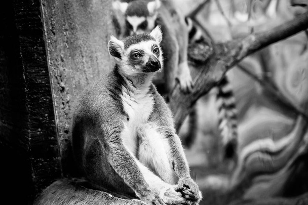 melancholische lemur zitten in de behuizing van de dierentuin  - Foto, afbeelding