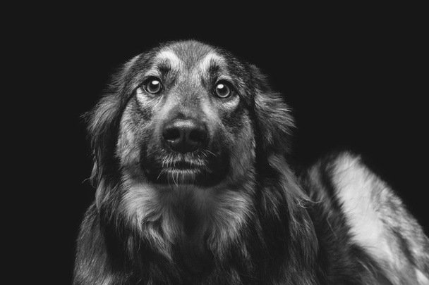 piękny pies na czarnym tle - Zdjęcie, obraz