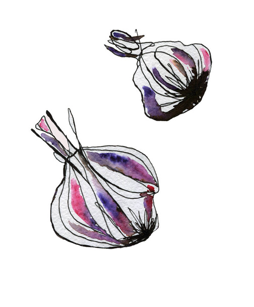 Два часникові акварельні ілюстрації фіолетового кольору
 - Фото, зображення