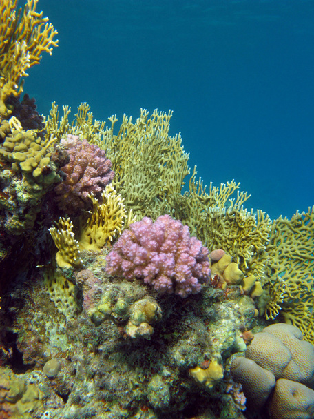 Кораловий риф з вогнем і твердими коралами на дні тропічного моря
 - Фото, зображення
