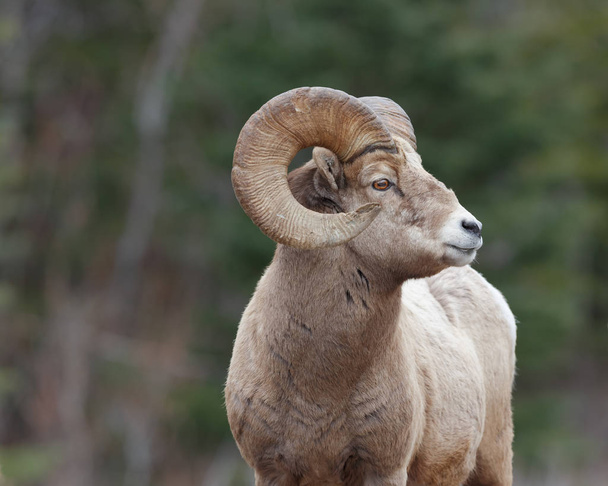 Rocky Mountain koyun portraite orman arka plan ile - Fotoğraf, Görsel