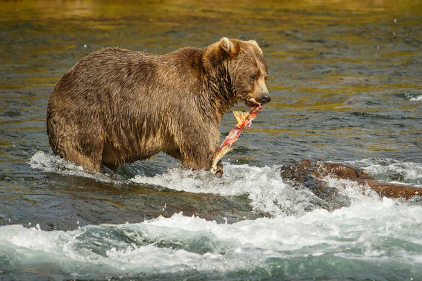 ママ熊 catched サーモンあちこち彼女の赤ちゃん、アラスカ - 写真・画像