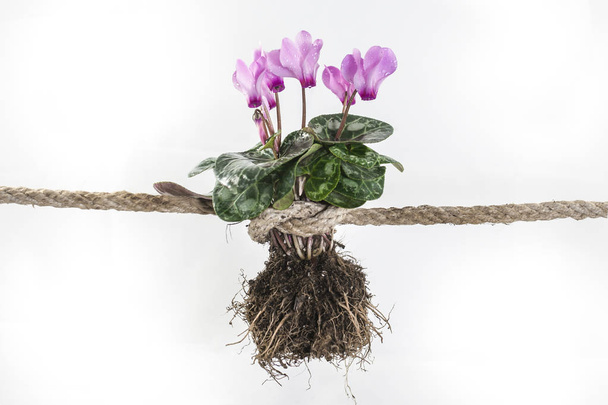 Cyclamen Pflanze mit Wurzeln und von einem starken Seil in einem Knoten, die Gewalt gegen die Frau erzählen abgeleitet - Foto, Bild