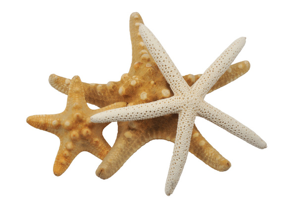 Морские звезды
 - Фото, изображение