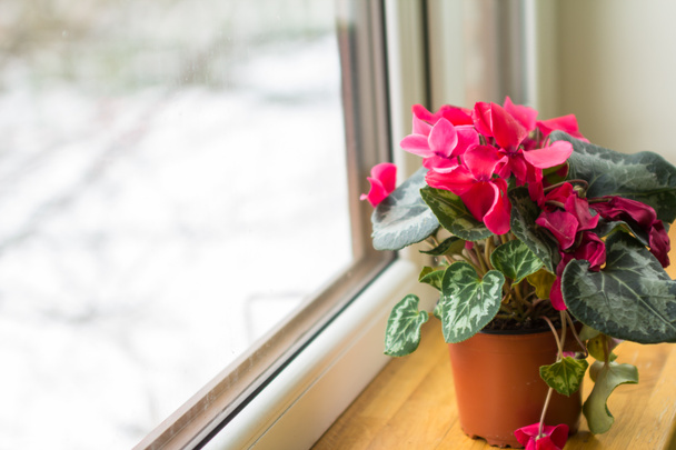 バルコニーの窓に鍋にシカモア赤いシクラメンの花 - 写真・画像