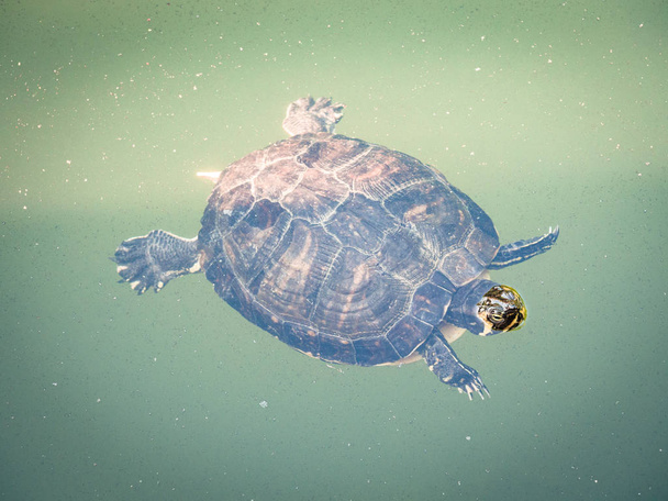 Tartaruga nuota sott'acqua in uno stagno
. - Foto, immagini