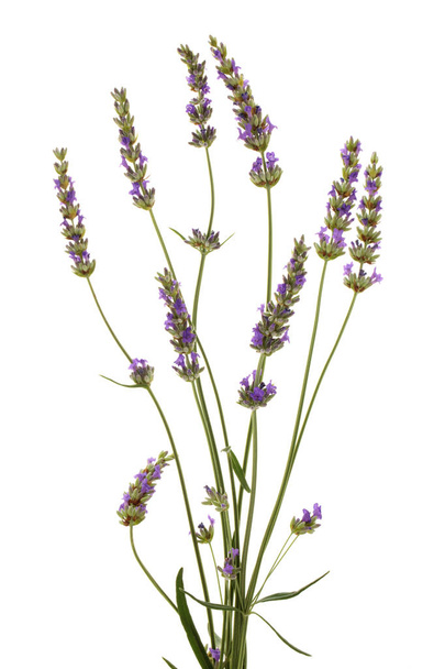 Lavender bouquet on white. - Foto, Bild