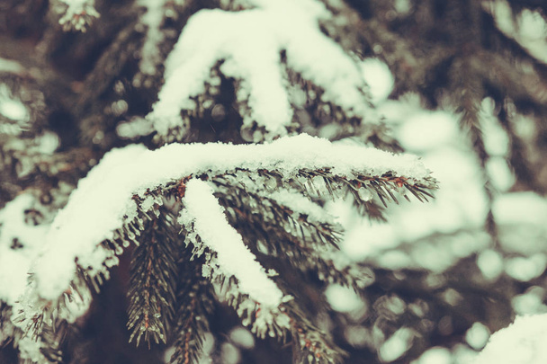 Ramos de árvore de Natal com neve. Tonificado
 - Foto, Imagem