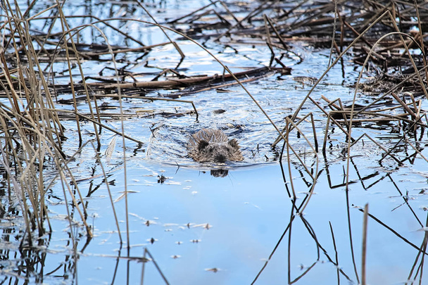 Um rato almiscarado a nadar numa lagoa
 - Foto, Imagem