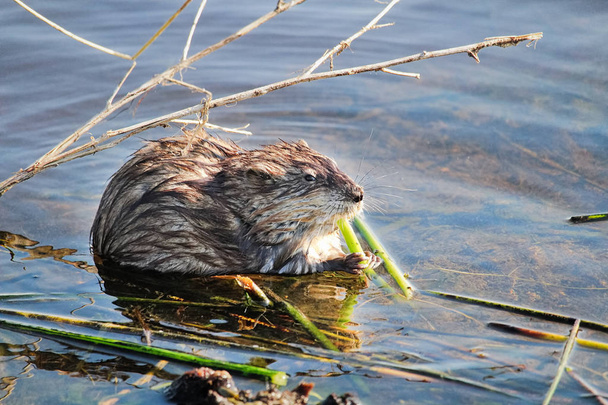 Um rato almiscarado sentado em uma costa e comendo juncos na primavera
 - Foto, Imagem
