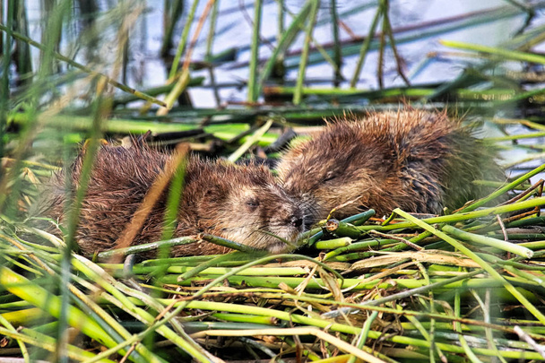 Dois jovens ratos almiscarados dormem em montículos de junco no verão
 - Foto, Imagem