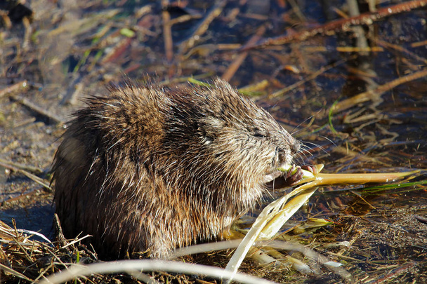 A muskrat sitting on a shore and eating reeds in spring - Photo, Image