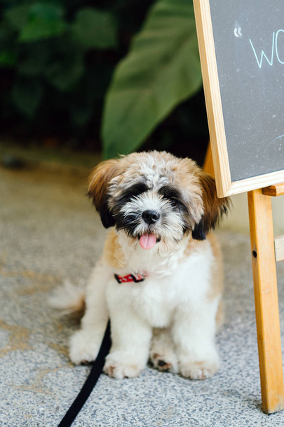 portrait of a young, cute Shih Tzuh puppy. - Fotografie, Obrázek