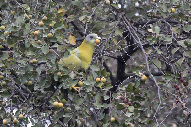 желтоногий зелёный голубь, который сидит на ветке дерева и пытается
  - Фото, изображение
