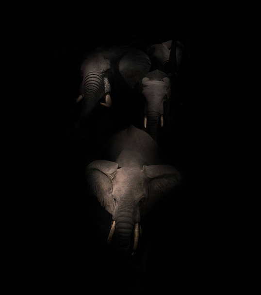 Rodina slonů izolované na černém pozadí. - Fotografie, Obrázek