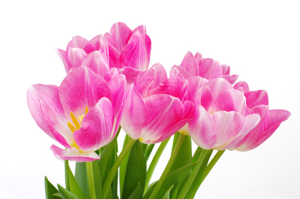 rosa Tulpen - Foto, Bild