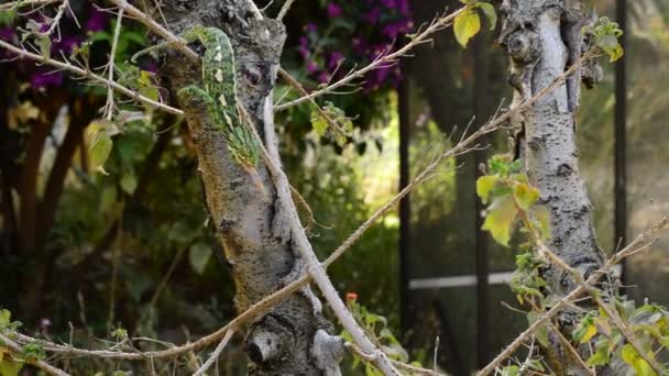 Comune Chameleon o Mediterraneo Chameleon caccia con la sua lingua lunga
 - Filmati, video