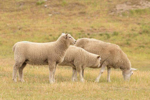 Сельское хозяйство овец над сухим зеленым стеклом, сельскохозяйственные животные
 - Фото, изображение