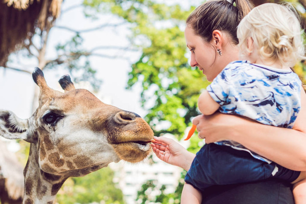 Mother and son watching and feeding giraffe in zoo. Happy kid having fun with animals safari park on warm summer day. - 写真・画像