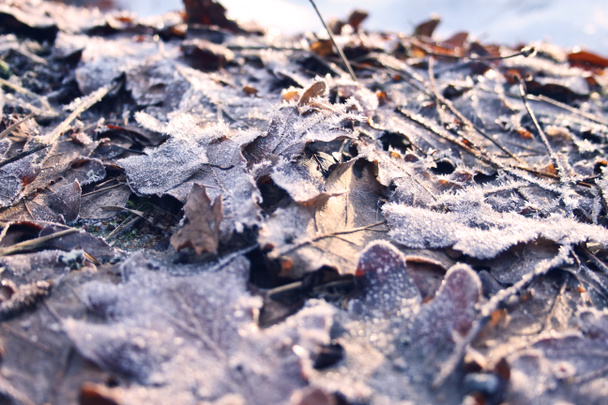 Frozen leaves - Photo, Image