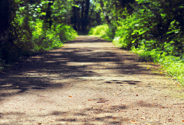 Spacer w lesie sosnowym z piękne światło żwir - Zdjęcie, obraz