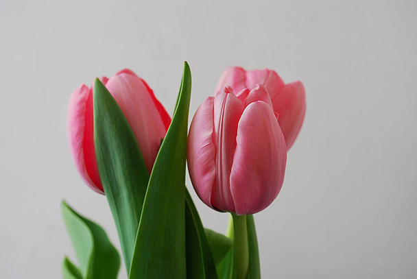   Holidays photo concept. Pink tulips on gray abstract background.   - Φωτογραφία, εικόνα