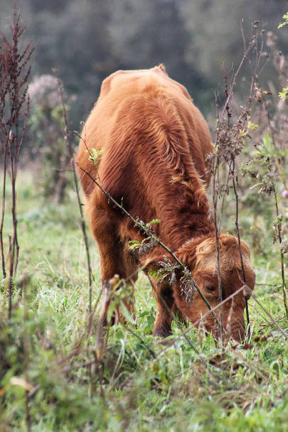 İnekler yeşil tutulması / çim inek biyolojik bir çayırda organik hayvancılık tuttu. - Fotoğraf, Görsel