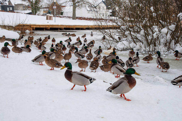 Canards colverts dans la neige
 - Photo, image