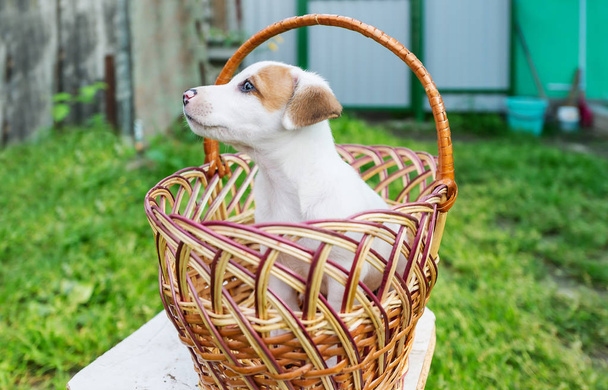 Jack Russel puppy sitting in basket outdoors - Fotoğraf, Görsel