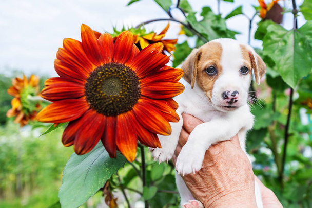 Красивый щенок в руке и подсолнух в саду
 - Фото, изображение