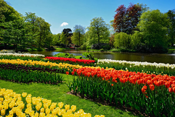 Kvetoucí tulipány záhonu Keukenhof květinové zahradě, Holandsko - Fotografie, Obrázek