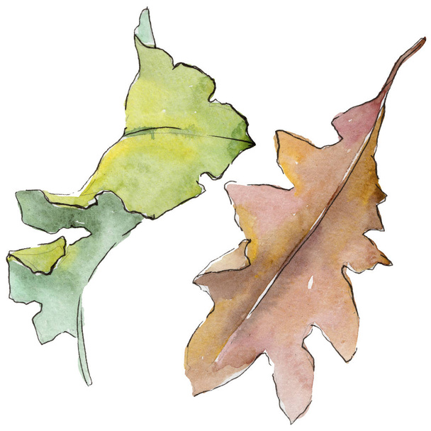 Oak leaves in a watercolor style isolated. - Foto, Imagem