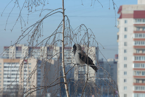 Raven egy fa ága a város madár - Fotó, kép
