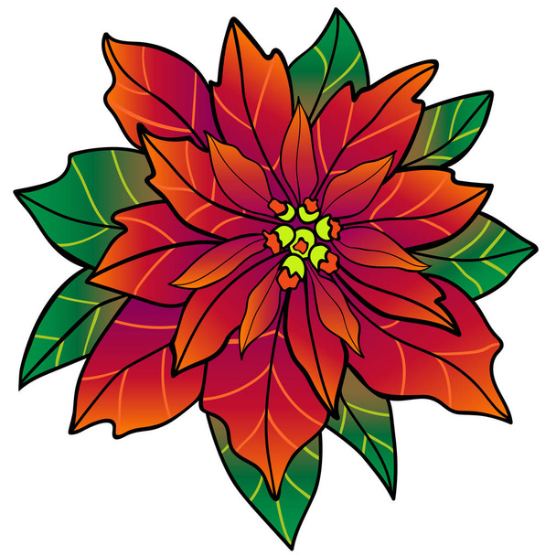A poinsettia. Christmas flower - Vector, Imagen