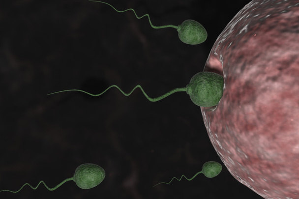 Sperm Cells Entering Human Egg - Photo, Image