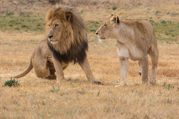 Лев и львица
 - Фото, изображение