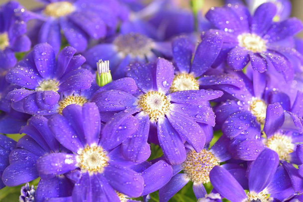 Gyönyörű lila virágokkal közelről - Fotó, kép