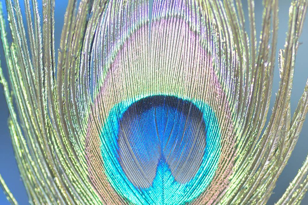 Macro texture of colorful Peacock feather - Photo, Image